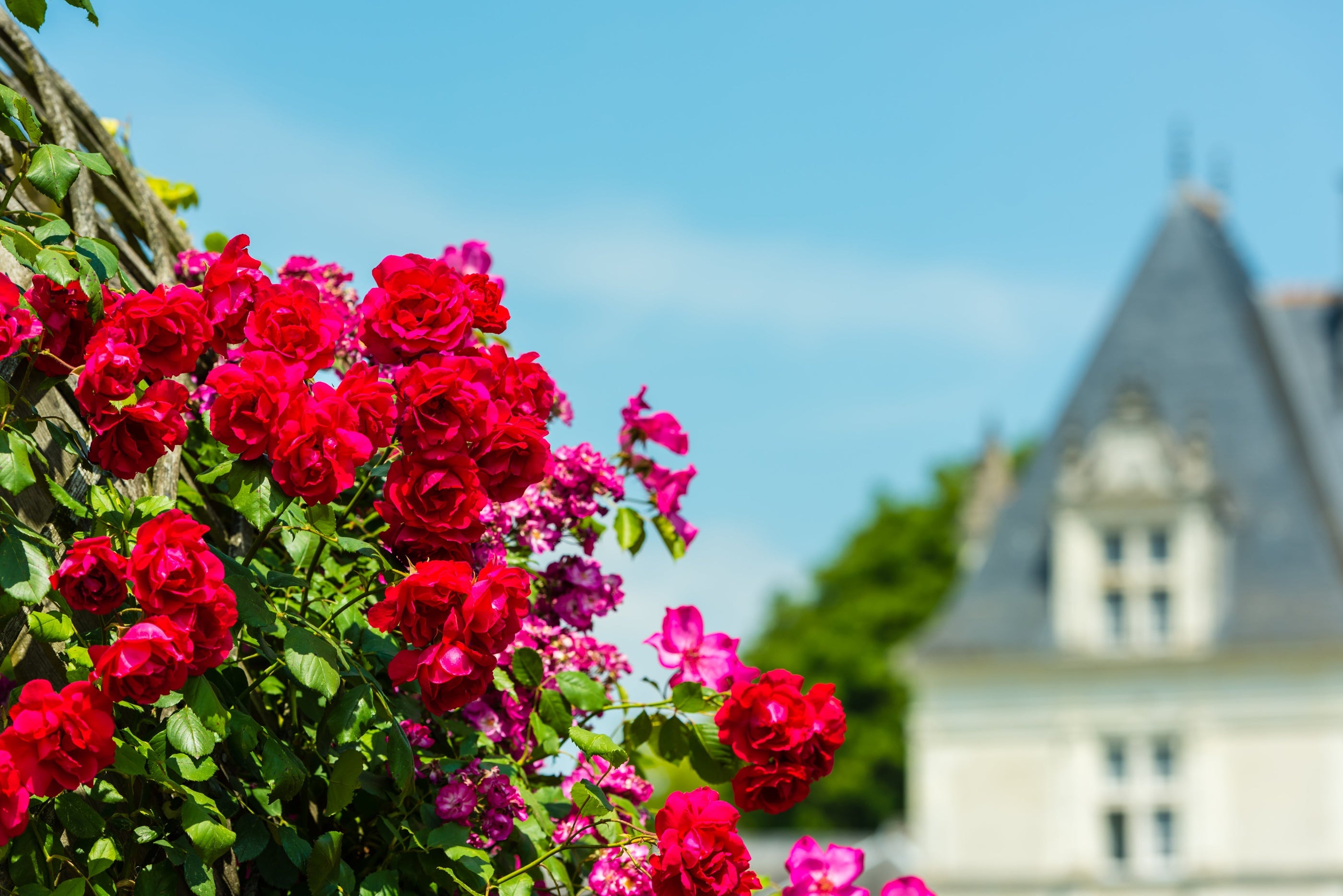 Rose Confit - The French Secret That Changes Everything