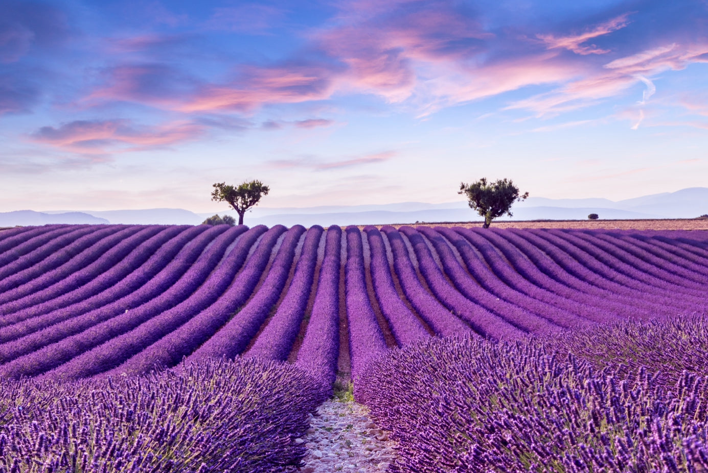 Lavender Olive Oil: The Provençal Secret That Makes Everything Taste Expensive