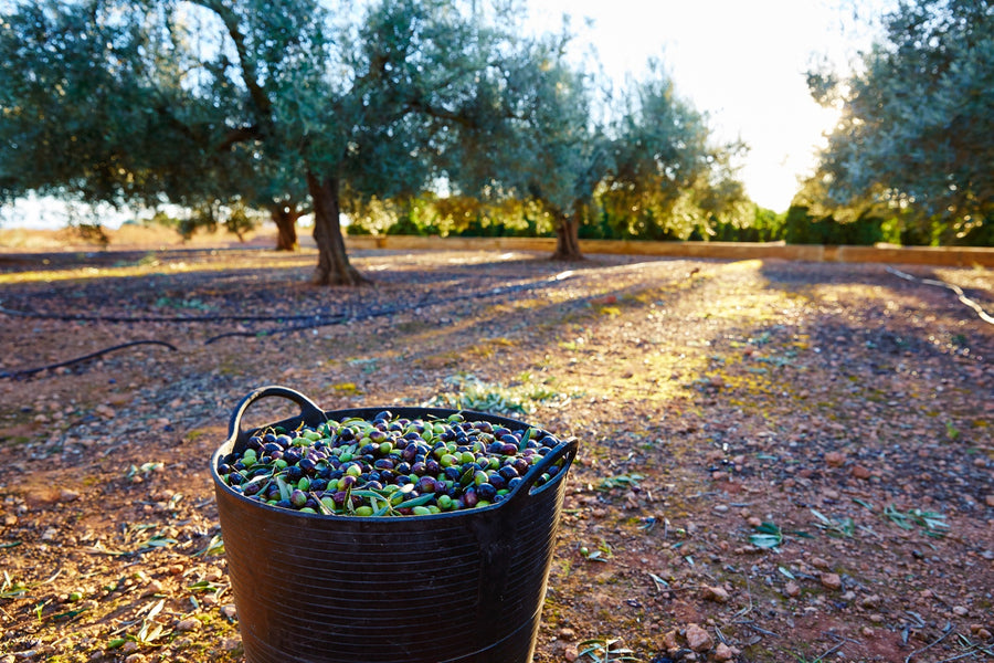 Olive harvest in an Italian grove